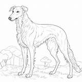 Borzoi Black White Images  Free Download On Freepik sketch template