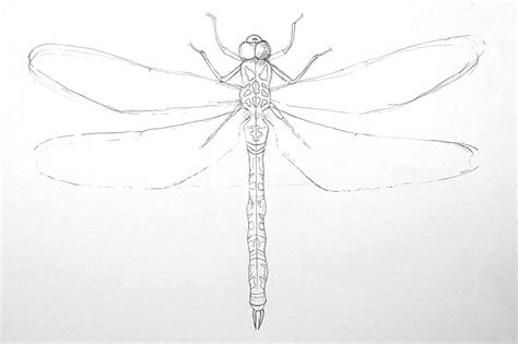 Dragonfly Drawing Images