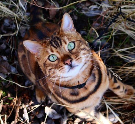 This Cat Is Going Viral Because Of His Beautiful Tiger Stripes And Spots