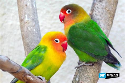 Lovebirds: The Main Species of Inseparable Parrots