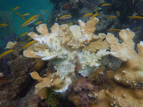 Florida's Coral Reef: Coral Bleaching and the 2023 Marine Heat Wave - UF/IFAS Extension Monroe ...