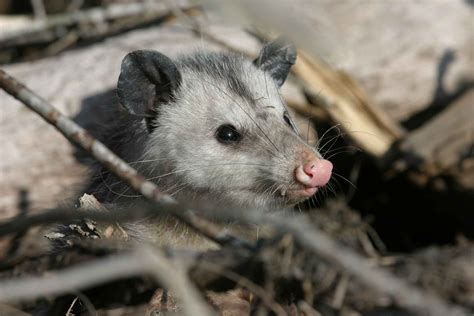 Opossum Facts - Animal Facts Encyclopedia