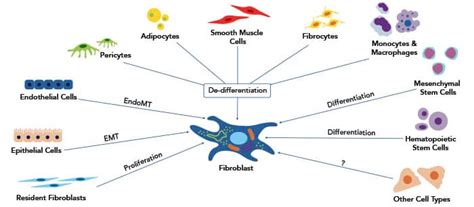 Fibroblast Cell Markers | Research Areas: Novus Biologicals