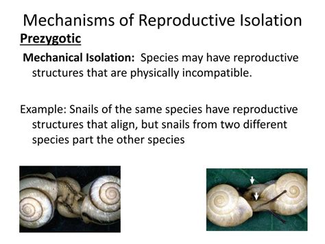 PPT - Speciation PowerPoint Presentation, free download - ID:1641302