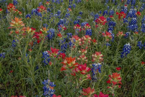 Bluebonnets Indian Paintbrush Wallpaper | Happywall