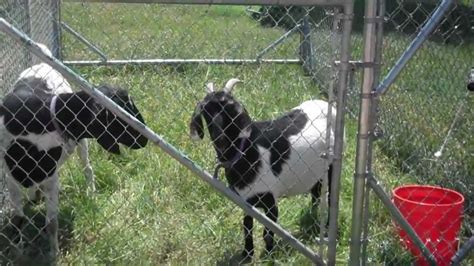 Goat Pen - Movable Feed Yard - YouTube