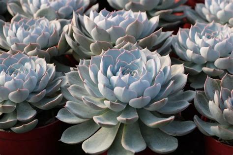 Succulent Propagation - The Ultimate Guide - The Garden Style 🌱