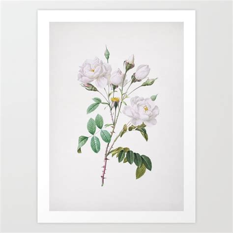 Vintage White Rose Illustration Art Print by Holy Rock Design | Society6