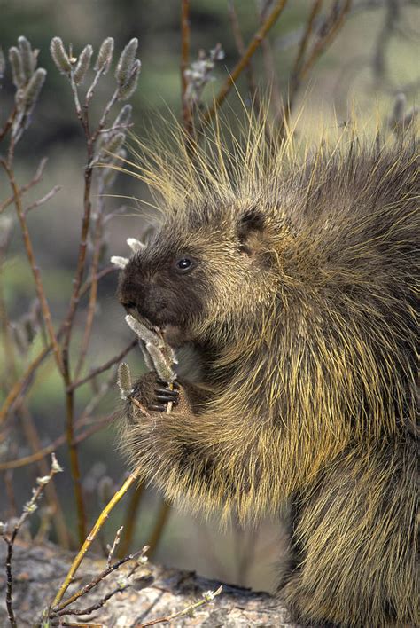 Common Porcupine Feeding On Pussywillow Photograph by Michael Quinton ...