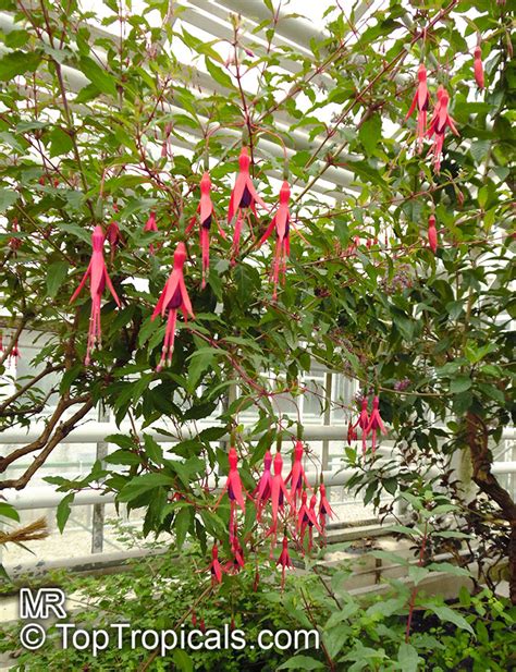 Fuchsia magellanica, Hardy Fuchsia