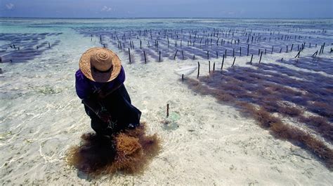 Seaweed farming for carbon capture would take up too much of the ocean ...