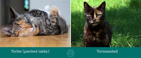 Torbie vs Tortie Cat: What is the Difference? - Cat-World