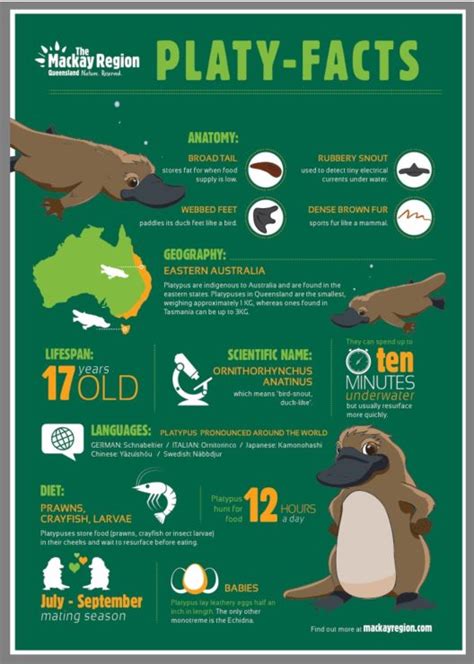 Guide to finding platypus at Eungella National Park