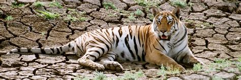 Visit Pench Tiger Reserve on a trip to India | Audley Travel