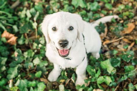 Puppies - English Cream White Golden Retrievers | Treasure Goldens