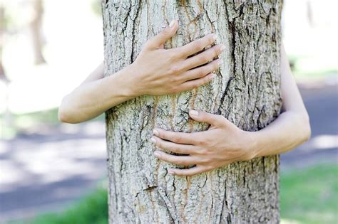 Tree Hugging Photograph by Ian Hooton/science Photo Library - Fine Art America