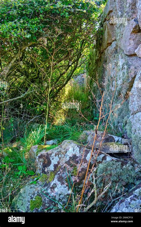 Out and about on the Ertholmen islands, wildly sprawling vegetation and historic fortification ...