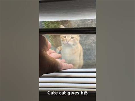 Cute cat gives hi5 - YouTube