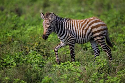 Africa Tanzania Zebra (equus Quagga Photograph by Ralph H. Bendjebar