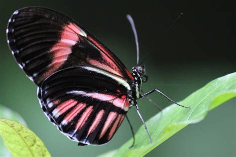 Passion Flower Butterfly by AnimalsRForever on DeviantArt