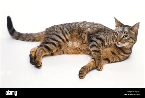 Grey-brown tabby cat lying on its side Stock Photo - Alamy