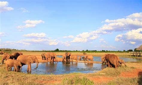 Tsavo East National Park | Kenya Safari Destinations