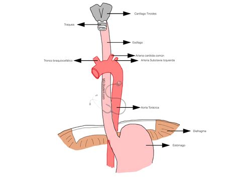 Esófago (Anatomía, Histología y Fisiología) - MD-Student.com