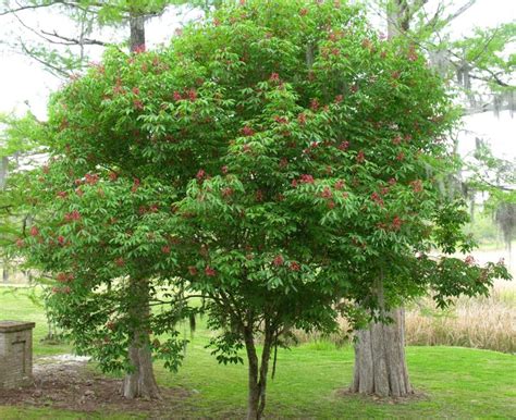 Buckeyes and Horsechestnuts | Home & Garden Information Center