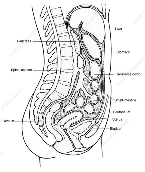 Female Human Body Internal Organs Diagram - Human Female Internal Organ ...