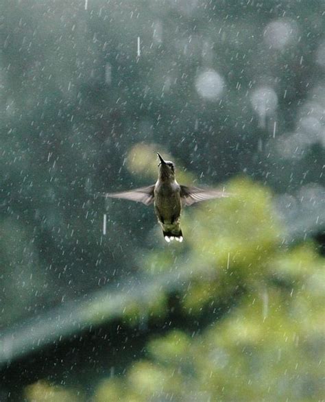 Pin by Tammy Shirley on *~*Birds*~* | I love rain, Dancing in the rain ...