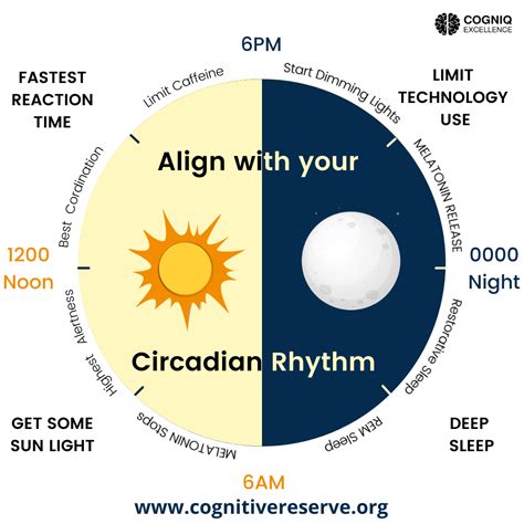 7 Explanation On Why Circadian Rhythm Is Important