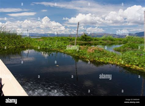 Floating gardens on Inle lake in Myanmar Stock Photo - Alamy