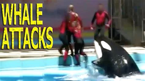 Killer Whale Attacks On Humans Seaworld