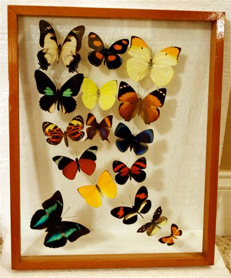 Framed Butterfly Art with Butterflies of the Amazon Large … | Flickr