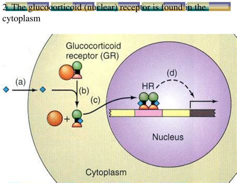 PPT - Intracellular Hormone Receptors PowerPoint Presentation, free ...