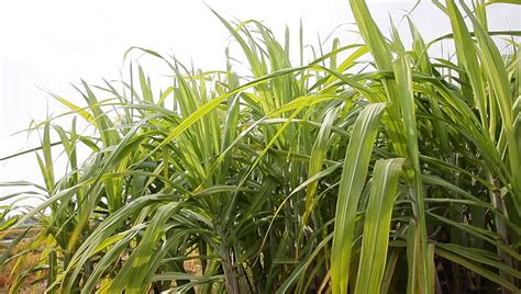 Purple Sugar Cane Plant In The Field Stock Footage Video 5054813 - Shutterstock