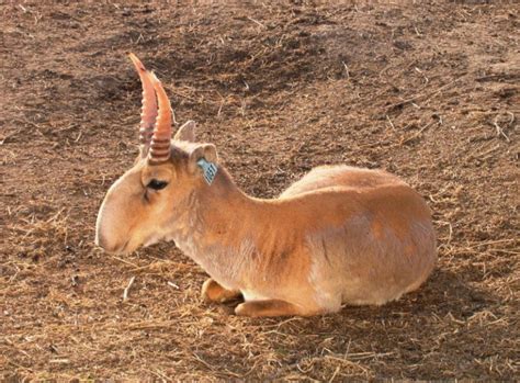 Saiga Antelope l Startling Appearance - Our Breathing Planet