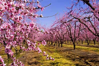 Peach Tree, 'Belle of Georgia' - DeGroot