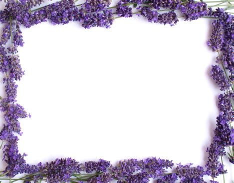 Lavender Frame Stock Photo - Download Image Now - iStock