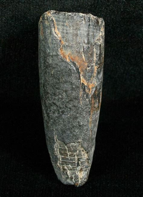 Miocene Aged Fossil Whale Tooth - 1.68" For Sale (#5657) - FossilEra.com