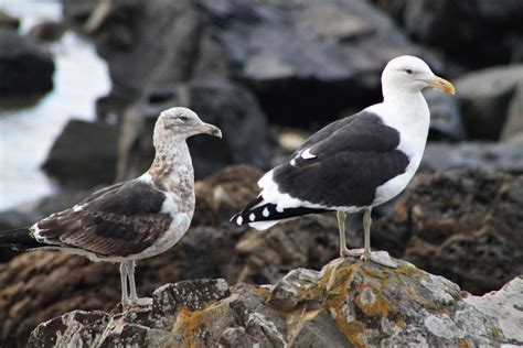 Immature and adult Kelp Gulls (Larus dominicanus) - ZooChat