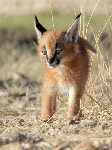 Caracal kitten | Animal conservation, Animals, Cute animals