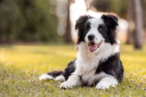 Border Collie Breed Facts, Personality & More