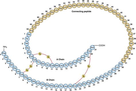 Primary Structure Of Insulin