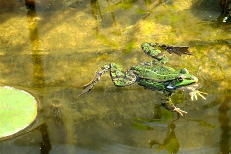 Poze : lac, animal, vară, broască, târâtoare, amfibiu, faună, crocodil, animale vertebrate ...