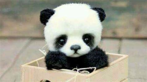 aww cute pandas complication doing funny things - YouTube