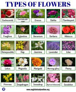 Types of Flowers: List of 50+ Popular Flowers Names with Their Meaning - English Study Online