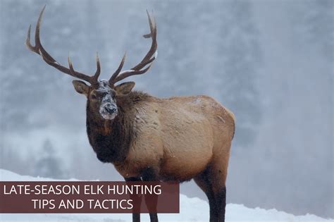 Late-Season Elk Hunting Tips and Tactics - Soap Mesa Outfitters