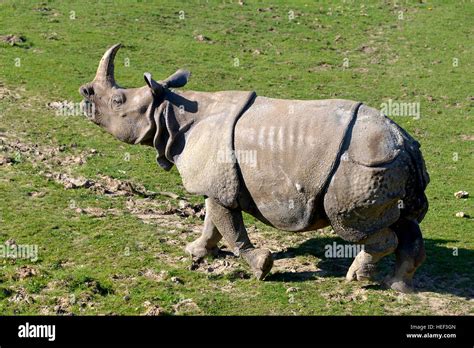 Indian rhinoceros (Rhinoceros unicornis) walking on grass viewed from profile Stock Photo - Alamy