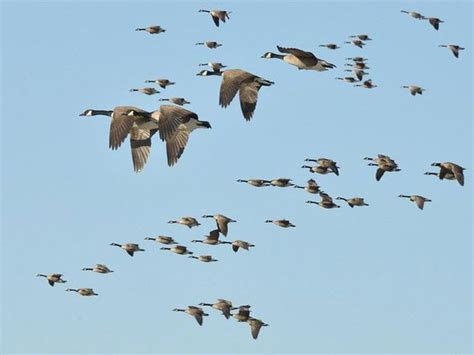 Coloring Pages Of Birds Migrating